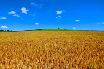 麦畑と大空（北海道・美瑛町・びえいちょう）