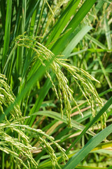 View of young rice fields, bright green, blurred nature background. Green rice ears.