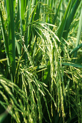 View of young rice fields, bright green, blurred nature background. Green rice ears.
