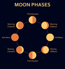 Moon Phases vector illustration. Diagram of the eight lunar phases cycles repeats about once a month