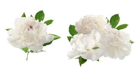 White Peonies Isolated Transparent Background