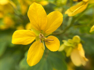yellow flowers on green background