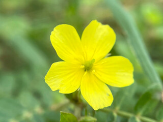 yellow flowers on green background