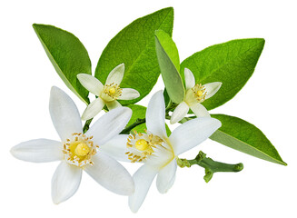 citrus flower blossom isolated on transparent background