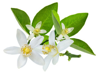 citrus flower blossom isolated on transparent background
