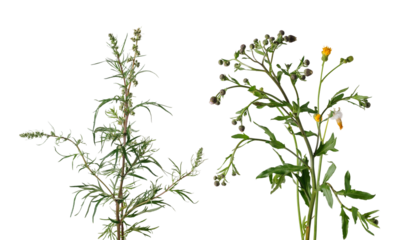 ragweed and tansy ragwort, isolated on transparent background.