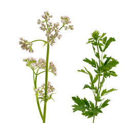 valerian flowers and leaves, isolated on transparent background