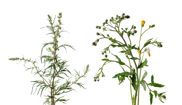 ragweed and tansy ragwort, isolated on transparent background.