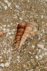 Close-up view of two spiral seashells resting on sandy beach, submerged in shallow water.