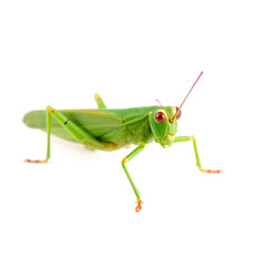 Fototapeta premium locust isolated on white background
