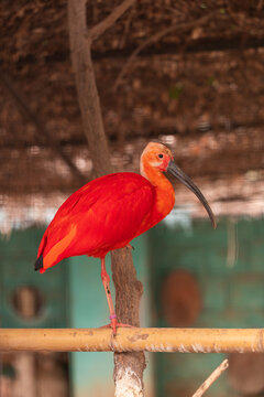 Close-up of a stunning scarlet ibis standing on one leg on a bamboo perch, with intense red plumage and long curved bill, tropical bird in soft-focus natural habitat background for wildlife lovers