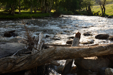 Dry logs on the bank of a small turbulent river flowing down from the mountains along the birches...