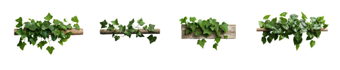 Naklejka premium Collection of Isolated green ivy plant climbing transparent support standard against a nature photography minimalist view conceptual beauty