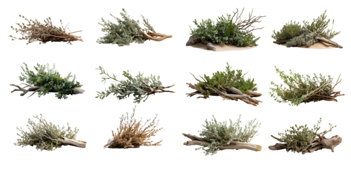 Collection of  Isolated desert sagebrush collection in transparent background nature environment tangled branches viewpoint for seo impact
