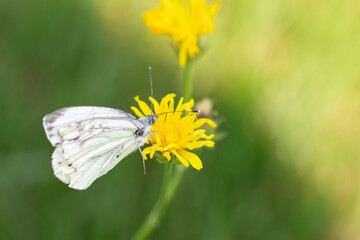 Close-up macro image of a delicate white butterfly feeding on a vibrant yellow dandelion flower with a soft green bokeh background, detailed nature and wildlife photography for spring and summer theme