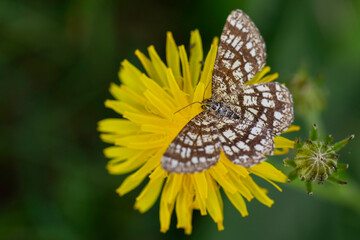 Close-up macro photograph of a brown and white patterned butterfly resting on a bright yellow dandelion flower with soft green blurred background, detailed nature and wildlife photography