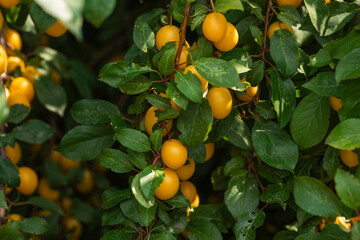 Close-up of ripe yellow plums hanging on branches surrounded by lush green leaves in natural...