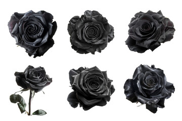 Six Black Roses with Water Droplets Isolated on Transparent Background