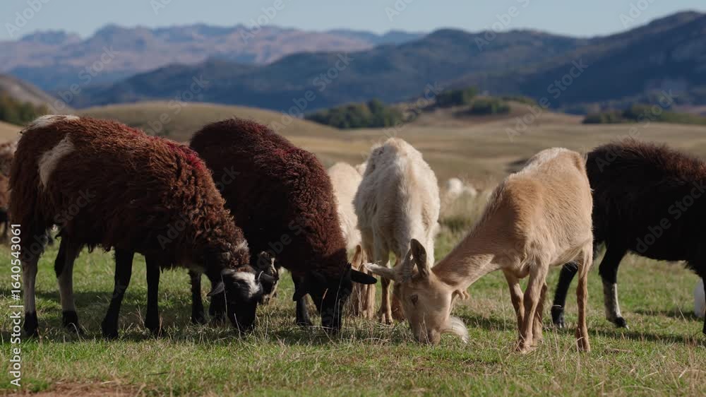 Poster group of sheep and goats grazing in a field with mountains in the background in durmitor, montenegro