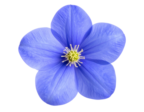 Single Blue Flower with Petals Isolated on Transparent Background PNG - Powered by Adobe