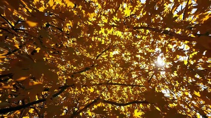 Sunlight shining through autumn leaves and branches in upward view shot - Powered by Adobe