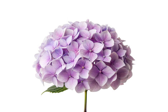 Single purple hydrangea flower isolated on transparent background - Powered by Adobe