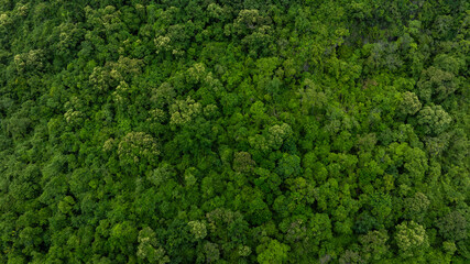 Obraz premium aerial view of dark green forest Abundant natural ecosystems of rainforest. Concept of nature forest preservation and reforestation 