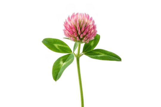 Pink clover flower with green leaves isolated on transparent background