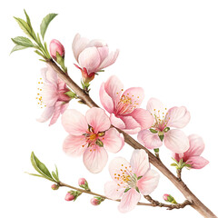 Obraz premium Delicate pale pink blooming almond tree flowers with green leaves and buds on a dark black background a beautiful spring floral branch in soft focus perfect for nature and beauty themes