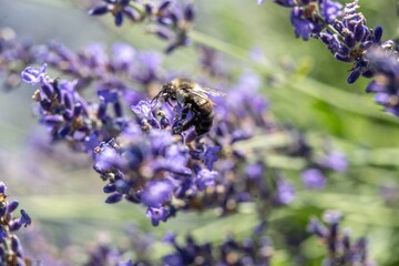 Close-up of a bee pollinating vibrant purple lavender flowers in a sunny garden.
