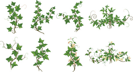 Green ivy vine clipart with curling tendrils and soft pink flowers, botanical climbing plant elements, nature foliage vector set
