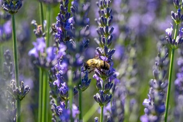Close-up of a bee pollinating vibrant purple lavender flowers in a sunny garden.