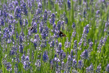 Vibrant field of lavender with a butterfly perched on a flower, showcasing nature's beauty.