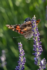 Close-up of an American lady butterfly rests on lavender flowers in a sunny garden