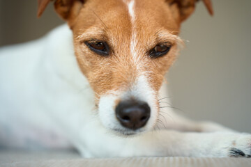 Sad Jack Russell Terrier dog lying on sofa. Lonely pet waiting for owner at home. Concept of loneliness, sadness and pet emotions
