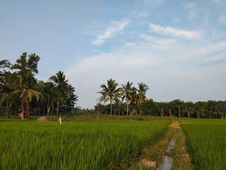 Fototapeta premium Lush green rice fields stretch toward tall coconut trees under a bright blue sky, creating a serene tropical countryside view.