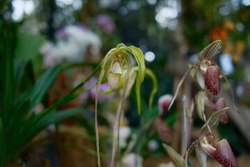 Exotic Orchid Flower in Tropical Garden
