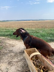 Close-up view of a dachshund sitting in a field surrounded by nature. The small brown dog looks...