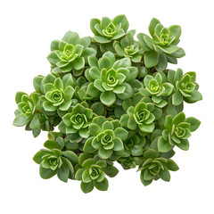 sedum isolated on a white background