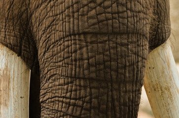 Trunk of an African Elephant