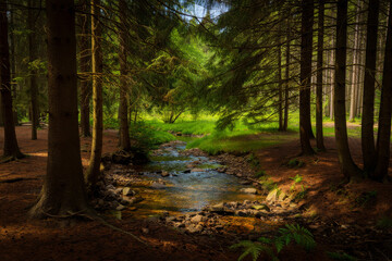 Obraz premium path in the woods