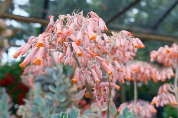 Vibrant Coral Kalanchoe Succulent Flowers in Lush Botanical Bloom