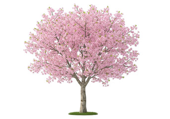 Naklejka premium Pink cherry blossom tree with green grass isolated on a transparent background flowers