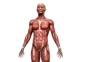 Human muscular system anatomical model isolated on transparent background