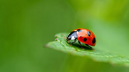 Close up of a bright red ladybug with black spots resting on a vibrant green leaf with dew drops