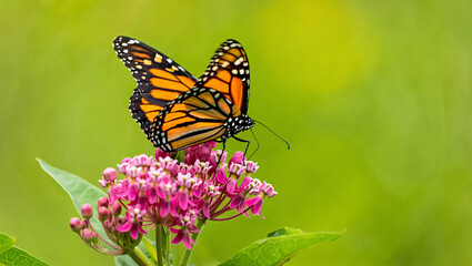 Fototapeta premium Monarch butterfly perched on a vibrant pink milkweed flower with soft green background