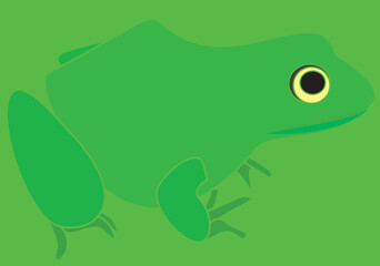 A vector art of a frog. 