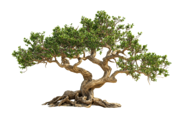 Green tree with thick branches
