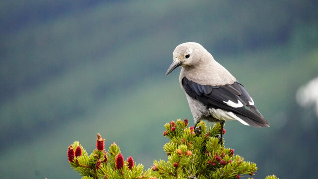 Clark's Nutcracker standing on top of a tree in a Canadian forest