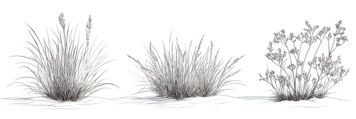 Obraz premium Detailed black and white line art illustration of wild grass clumps and flowering shrub plants isolated on white background minimalist botanical nature vector